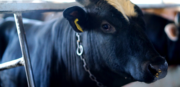 Bursa Büyükbaş Kurbanlık