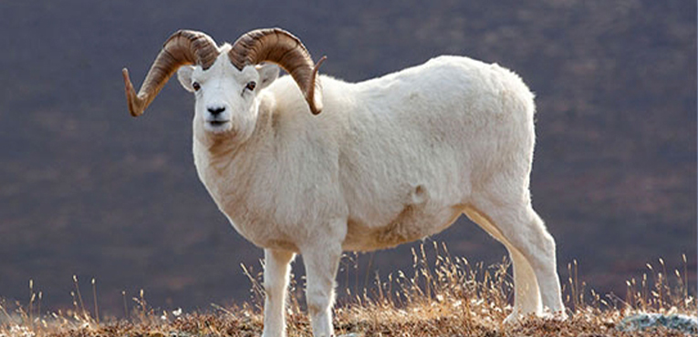 Bursa Küçükbaş Kurbanlık