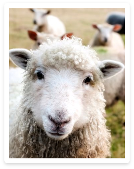 Küçükbaş Kurbanlı Bursa